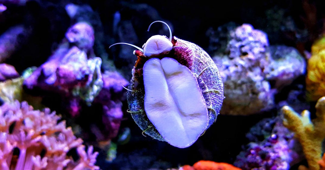 It All Rests on the Little Guys – Snails and the Health of Your Aquarium