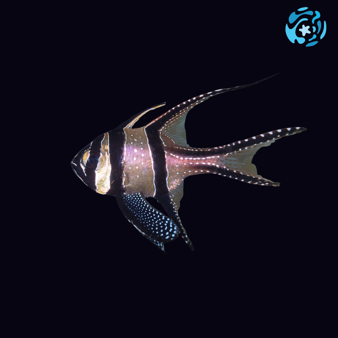Banggai Cardinalfish (P. kauderni)