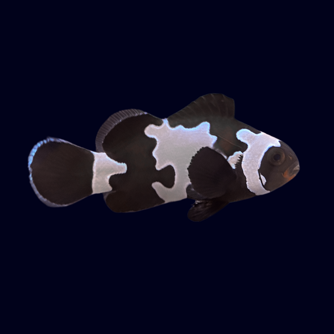 Platinum Black Snowflake Nemo Clownfish (A. Ocellaris)