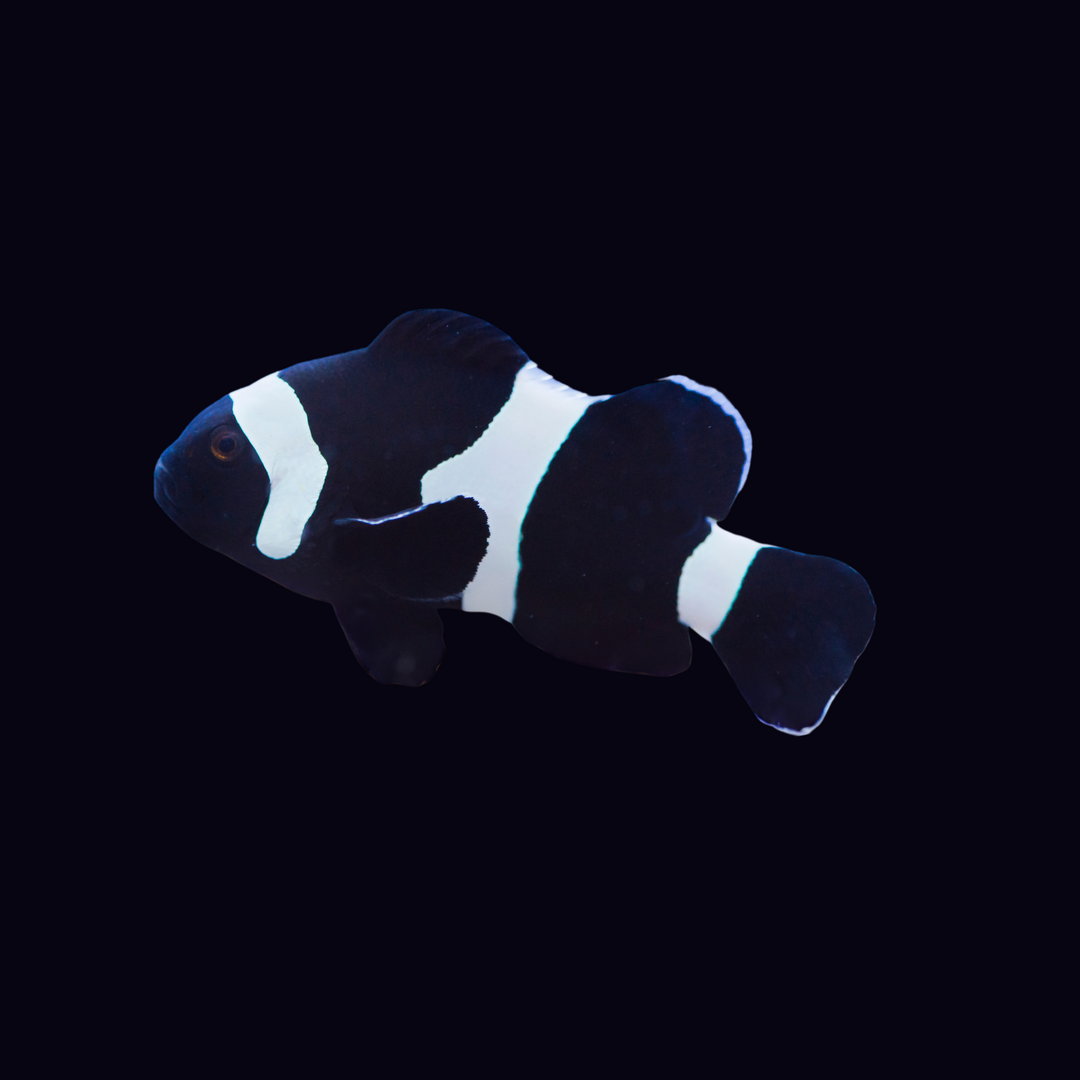 Black Band Nemo Clownfish (A. Ocellaris)