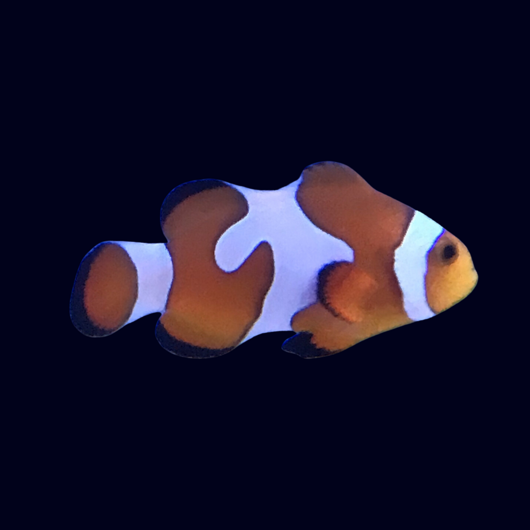 Platinum Davinci Nemo Clownfish (A. Ocellaris)