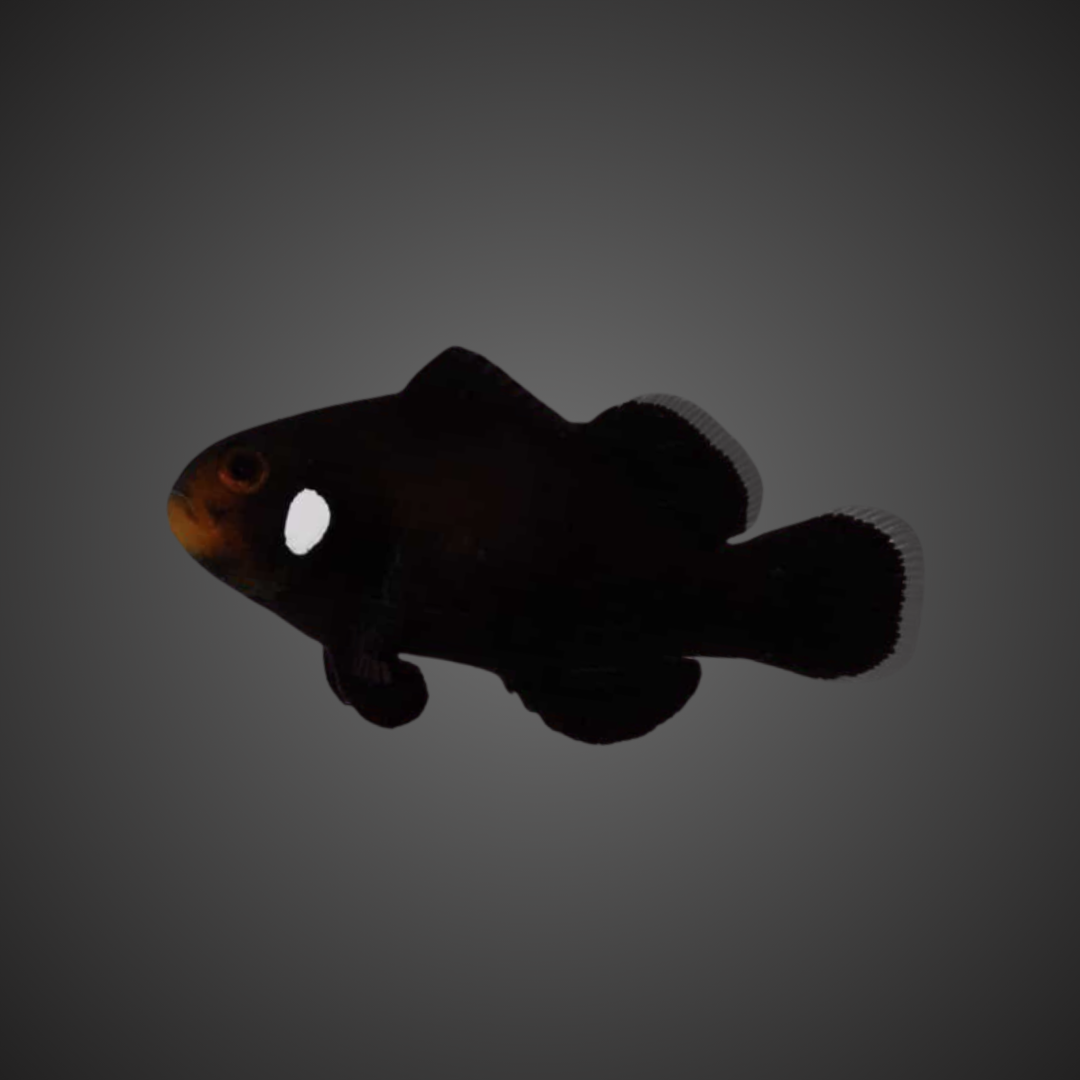 Premium Domino Nemo Clownfish (A. Ocellaris)