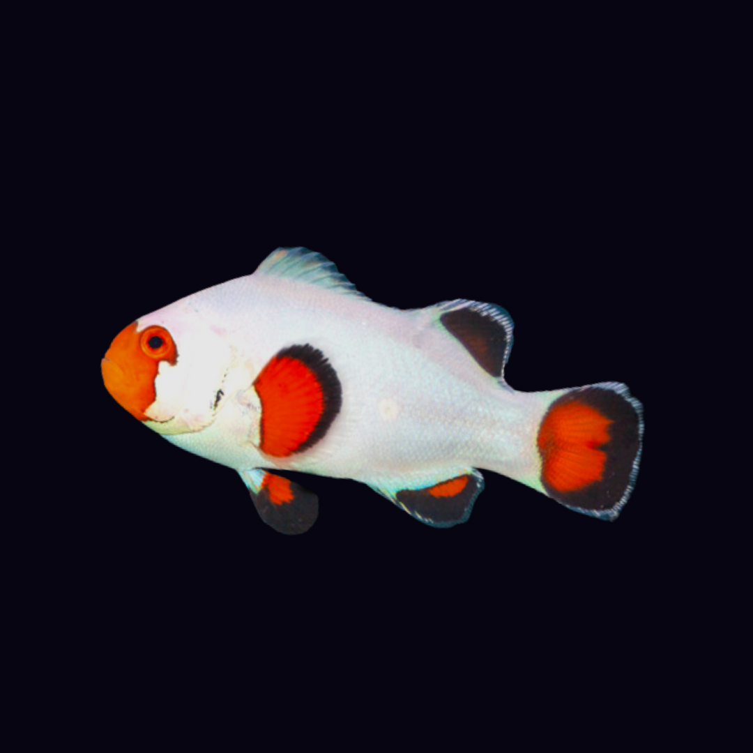 Premium Fancy White Nemo Clownfish (A. Ocellaris)