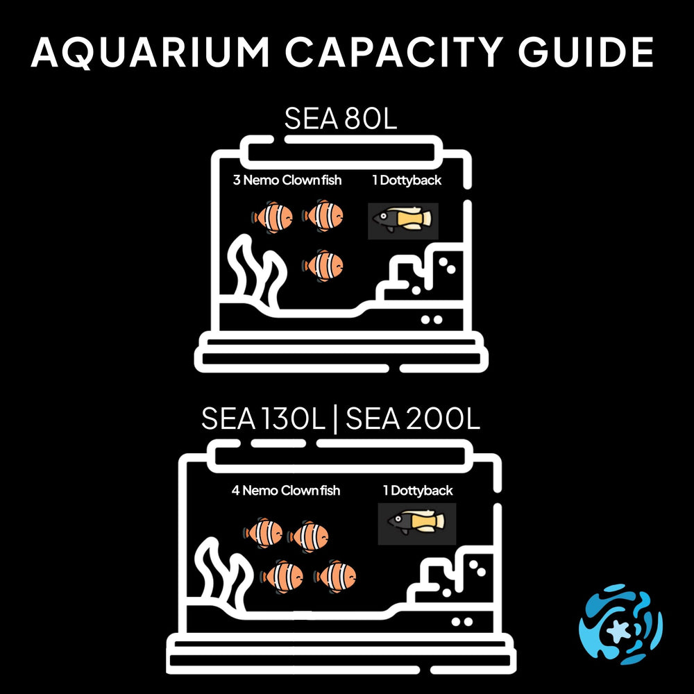 Orange Band Nemo Clownfish (A. Ocellaris)