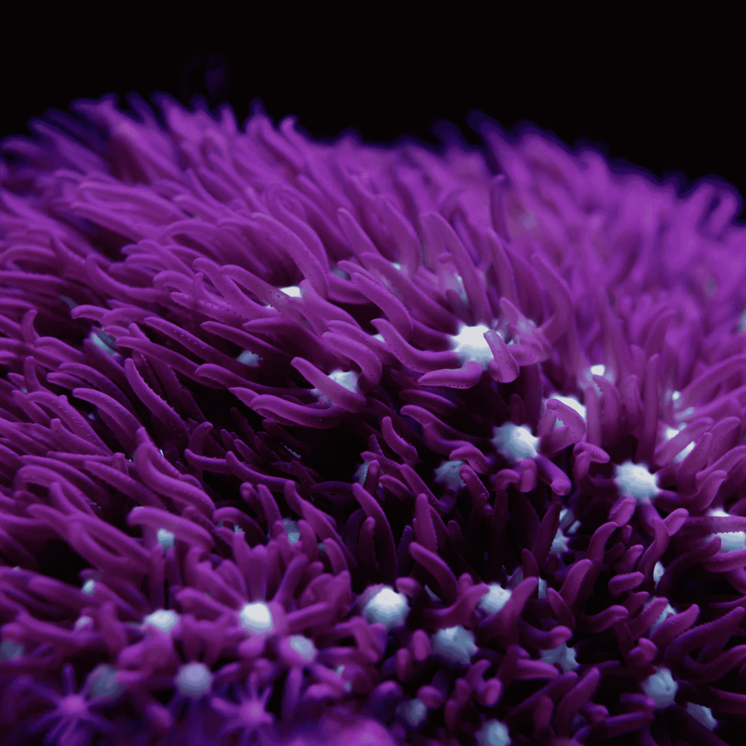 Star Polyp Coral - Green