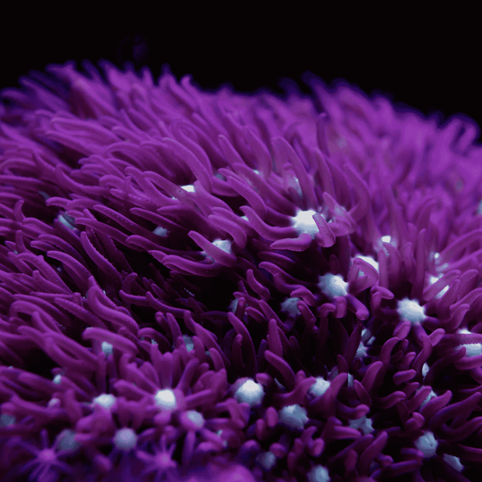 Star Polyp Coral - Green