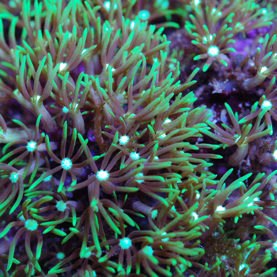 Star Polyp Coral - Green