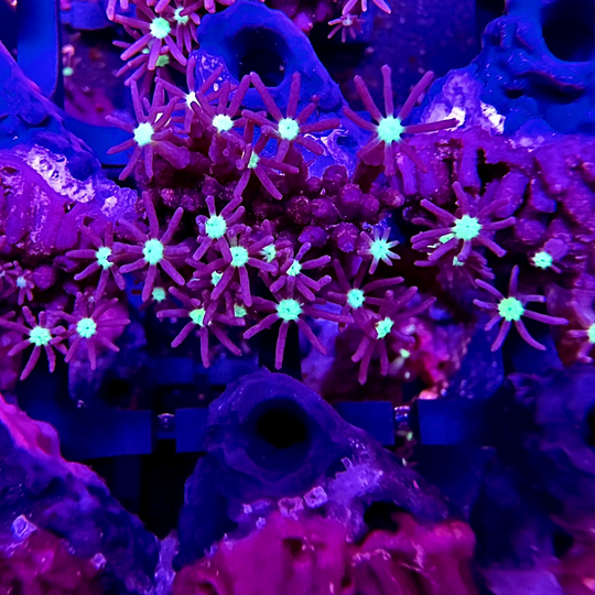 Star Polyp Coral - Green