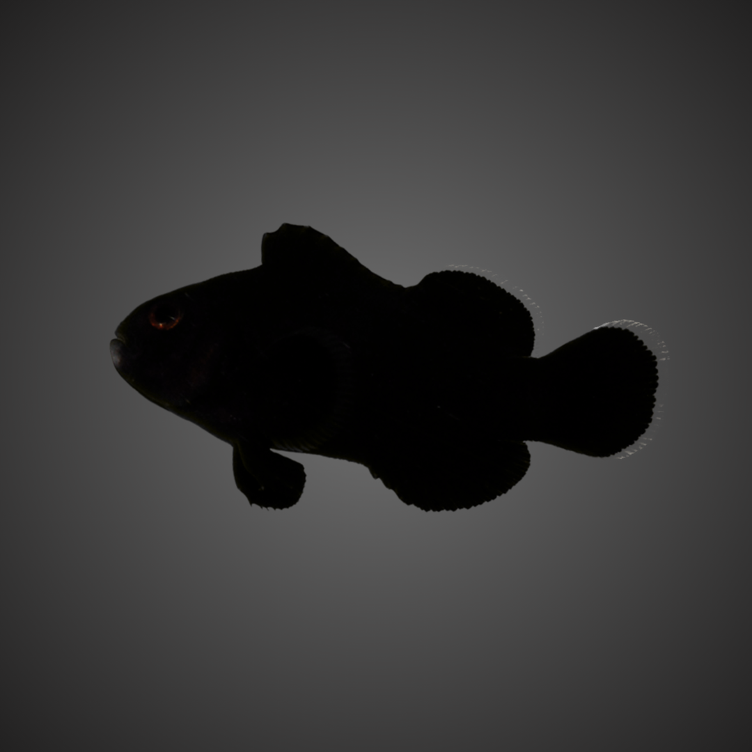 Platinum Midnight Ninja Nemo Clownfish (A. Ocellaris)