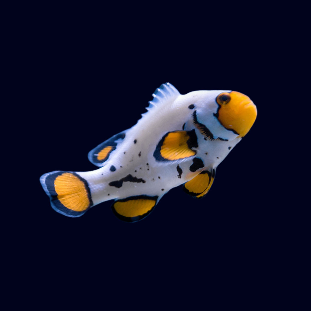 Premium Frostbite Nemo Clownfish (A. Ocellaris)
