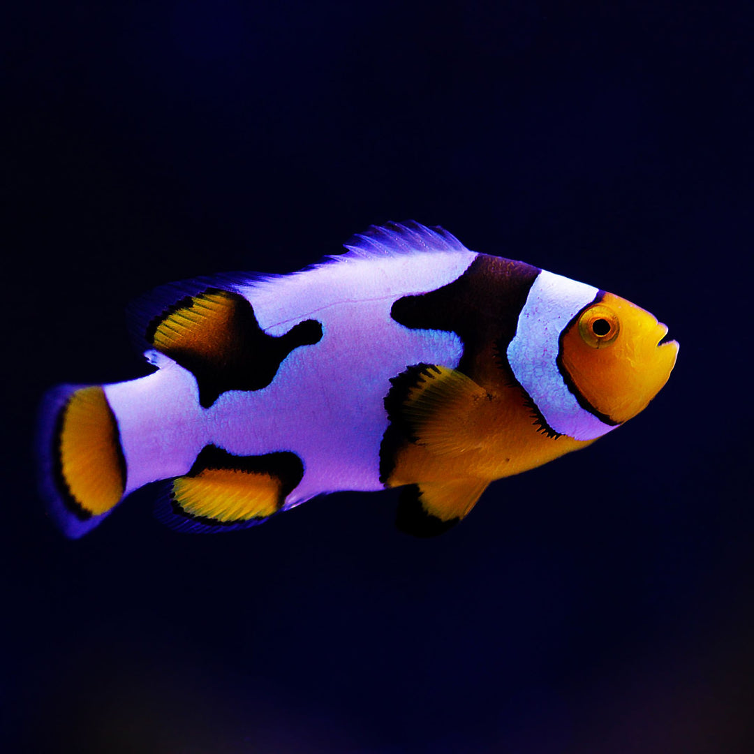 Premium Black Ice Nemo Clownfish (A. Ocellaris)