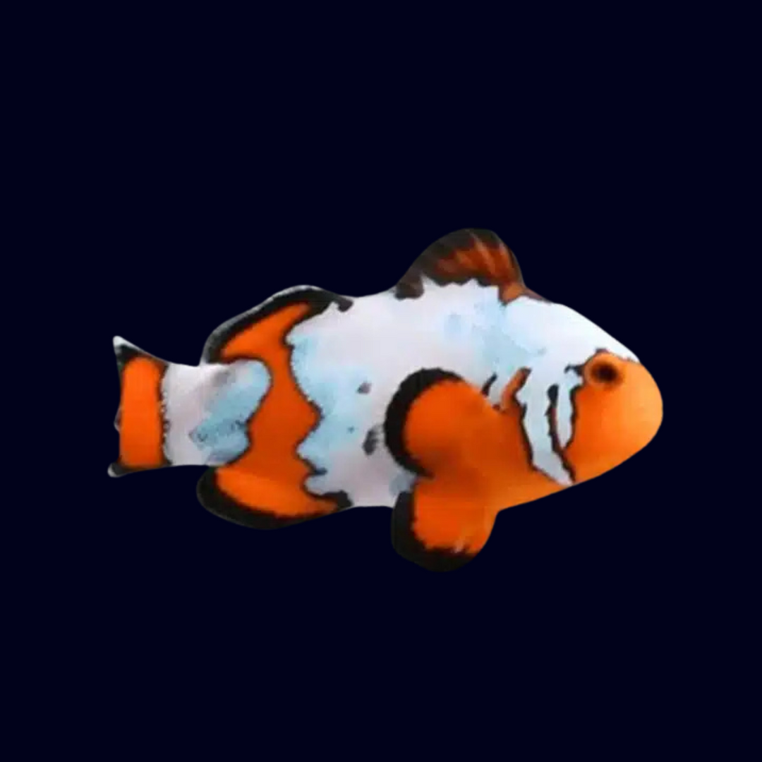 Platinum Opal Snowflake Nemo Clownfish (A. Ocellaris)