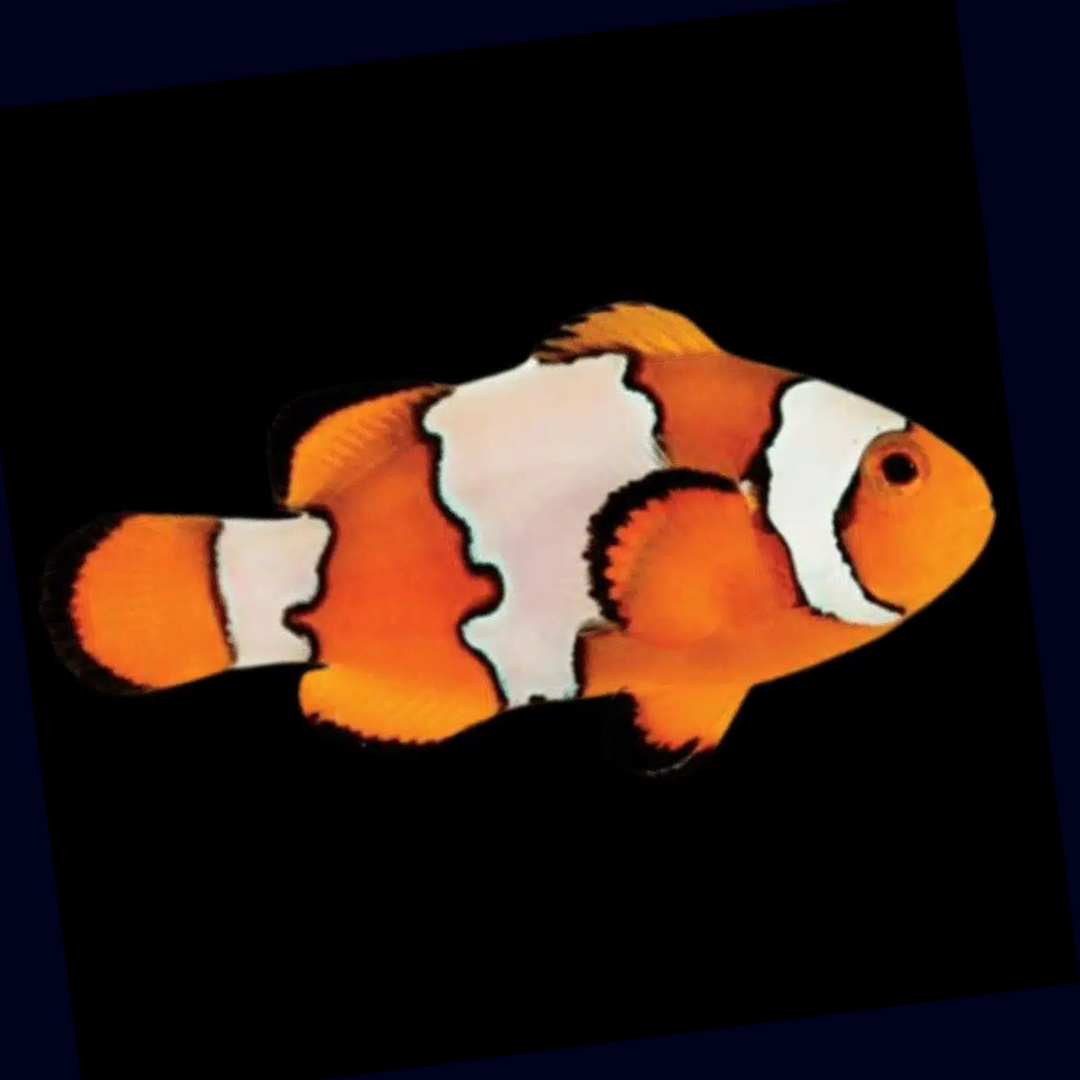 Premium Snowflake Nemo Clownfish (A. Ocellaris)