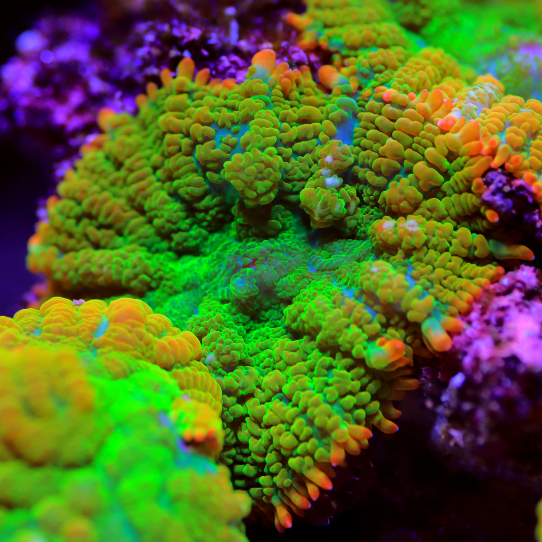 Coral 5-Pack - Neon Grass Green Morphs