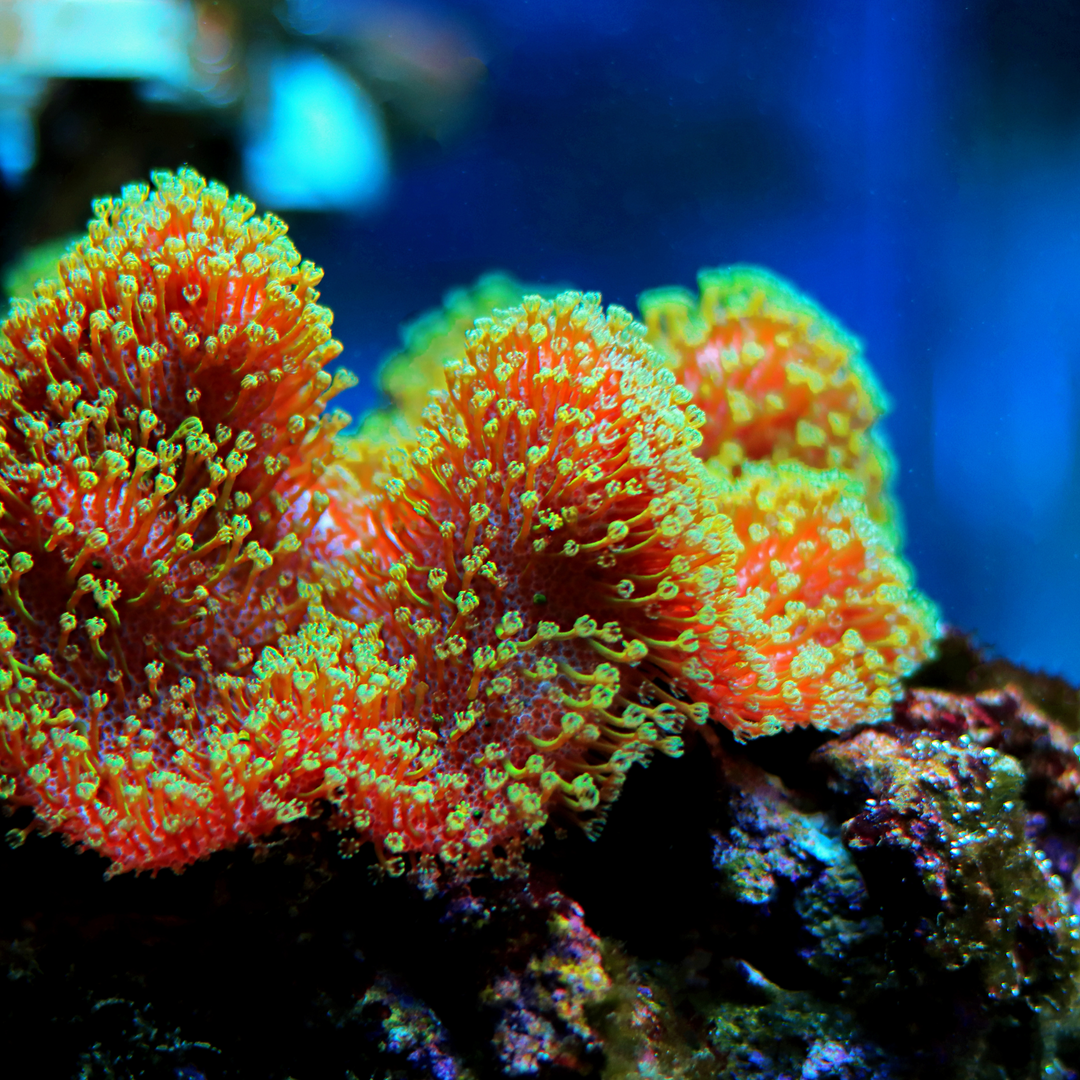 Leather Toadstool Coral