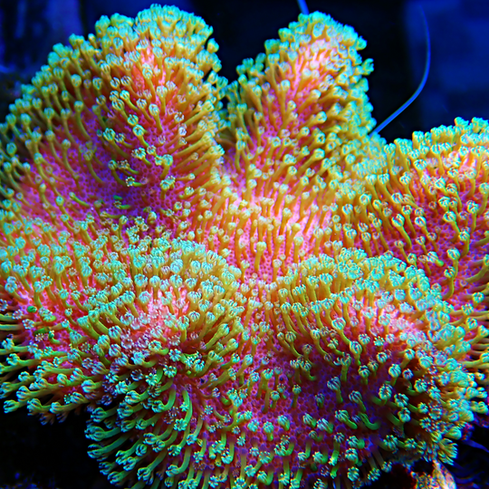 Leather Toadstool Coral