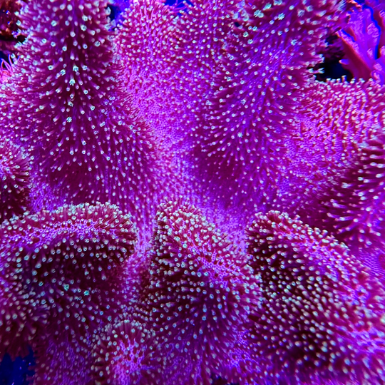 Leather Toadstool Coral