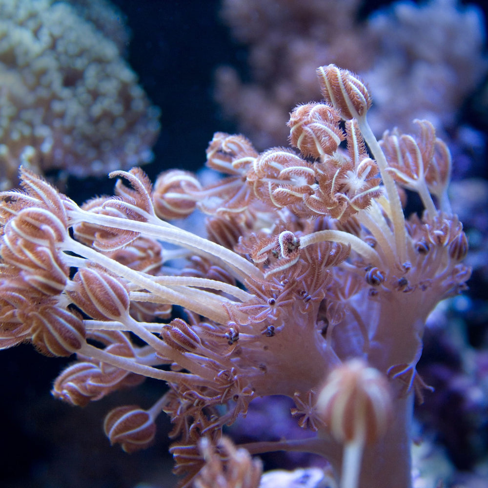 Coral 3-Pack - Soft Coral Forest