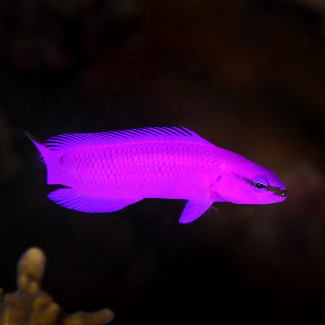 Orchid Dottyback (P. fridmani)