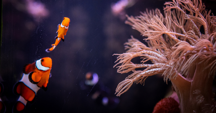 Are Your Clownfish Fighting? The Reason Might Be Their Cool Social Dyn ...