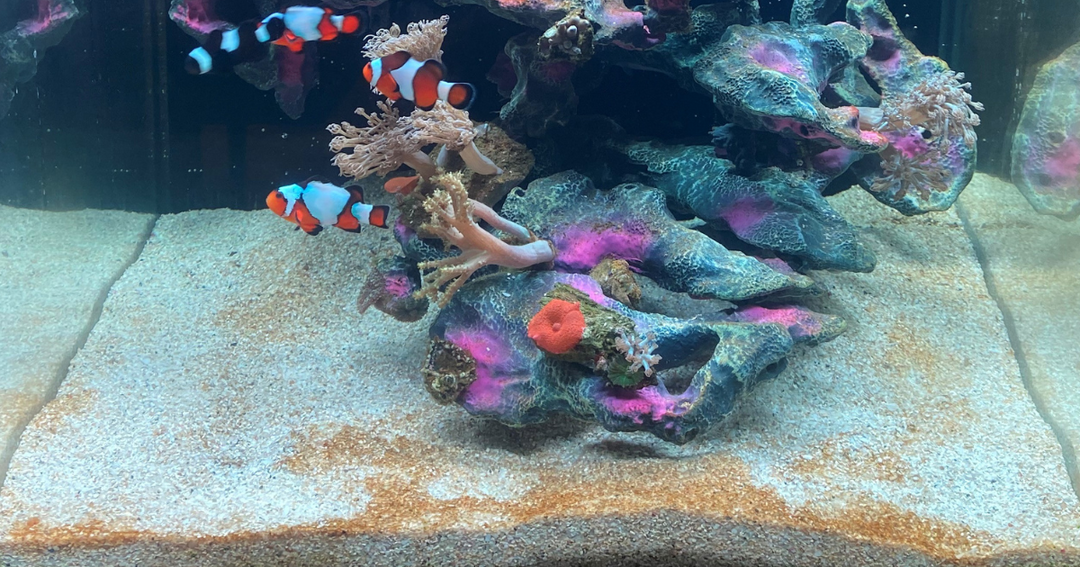 Algae - The Foundation of a Thriving Marine Aquarium