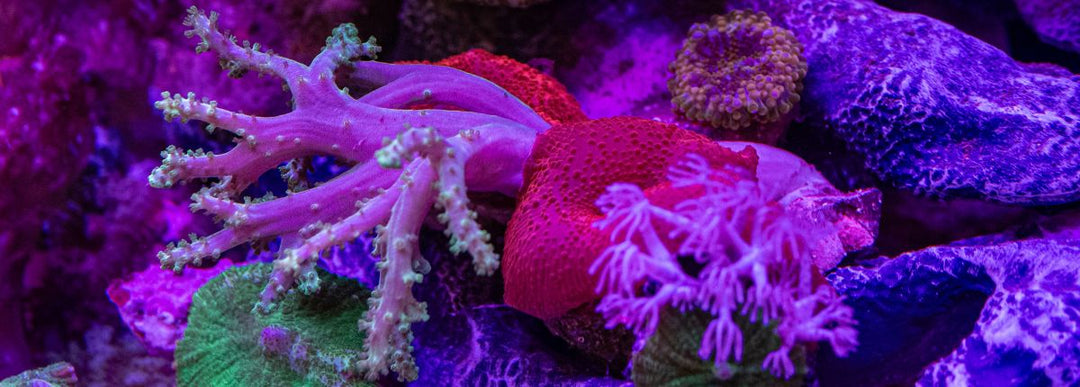Are My Corals Healthy? Understanding Natural Coral Changes