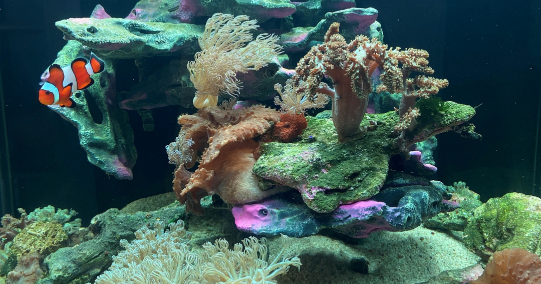 What to Expect in the First Year of Your Living Ecosystem Aquarium