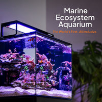 Living Oceans Aquarium - Clownfish