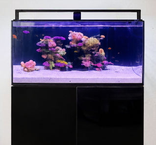 200L marine aquarium bundle with thriving coral and reef fish