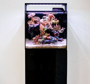 Living Oceans 80L all-inclusive marine aquarium with coral and fish