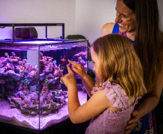 Parent and child learning to care for their marine aquarium together