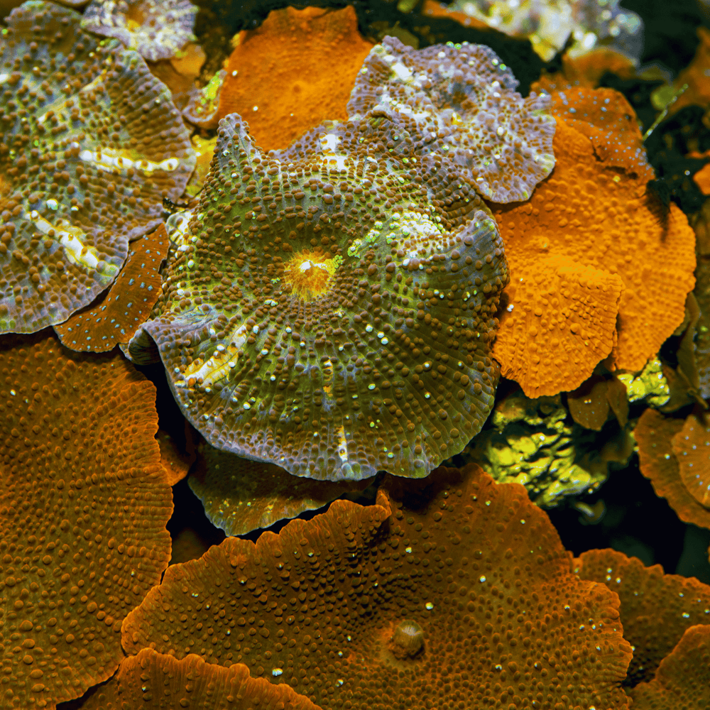Coral 10-Pack - Coral Cuttings