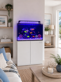 Living Oceans Aquarium - Clownfish