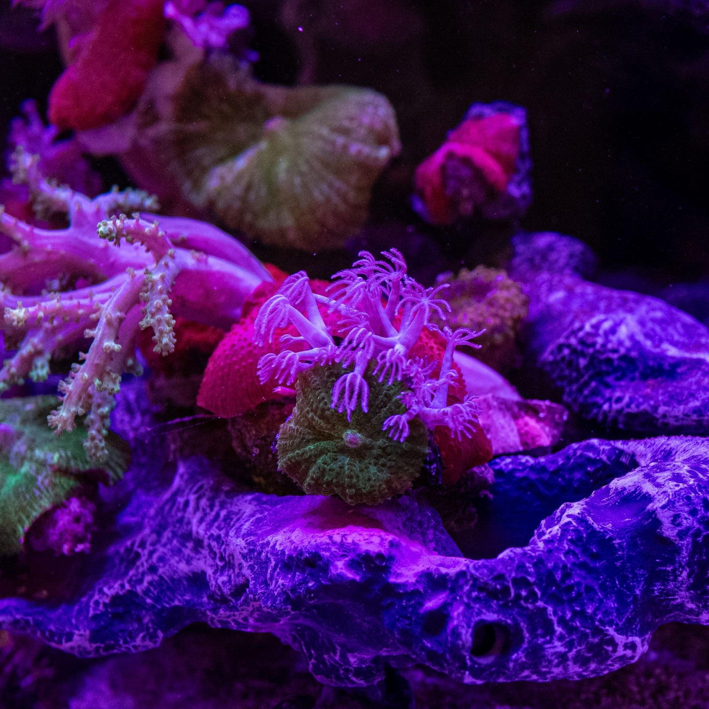 Living Oceans Aquarium - Clownfish