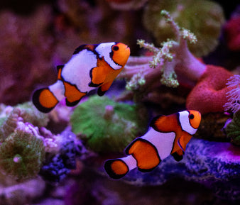 Clownfish family swimming in an active, growing coral reef