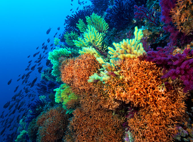 Colourful coral reef with fish swimming, supporting ocean restoration efforts
