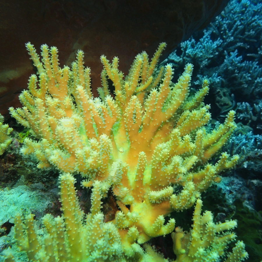 Finger Tree Coral – Living Oceans