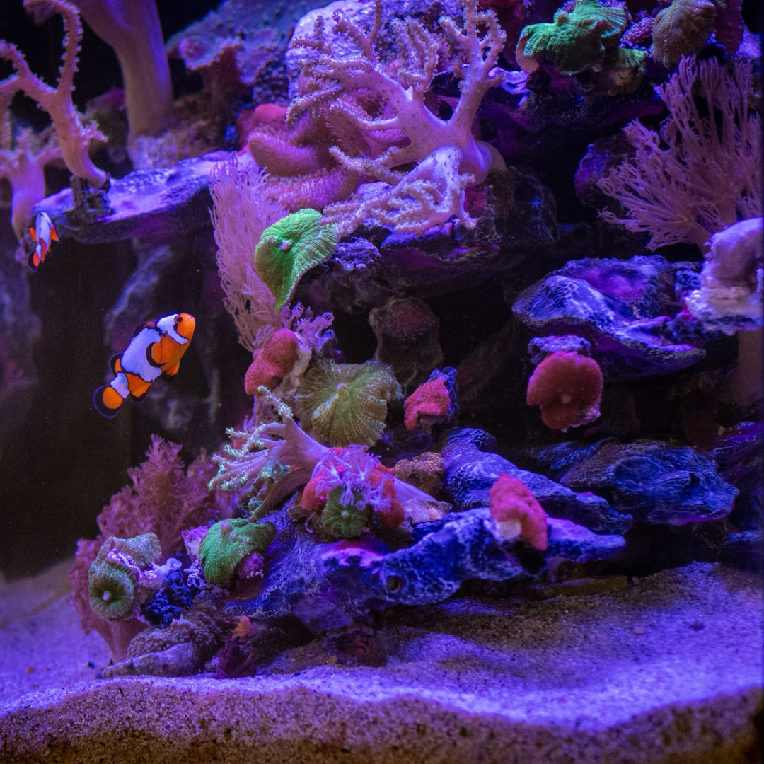 Living Ecosystem Aquarium 130L Black