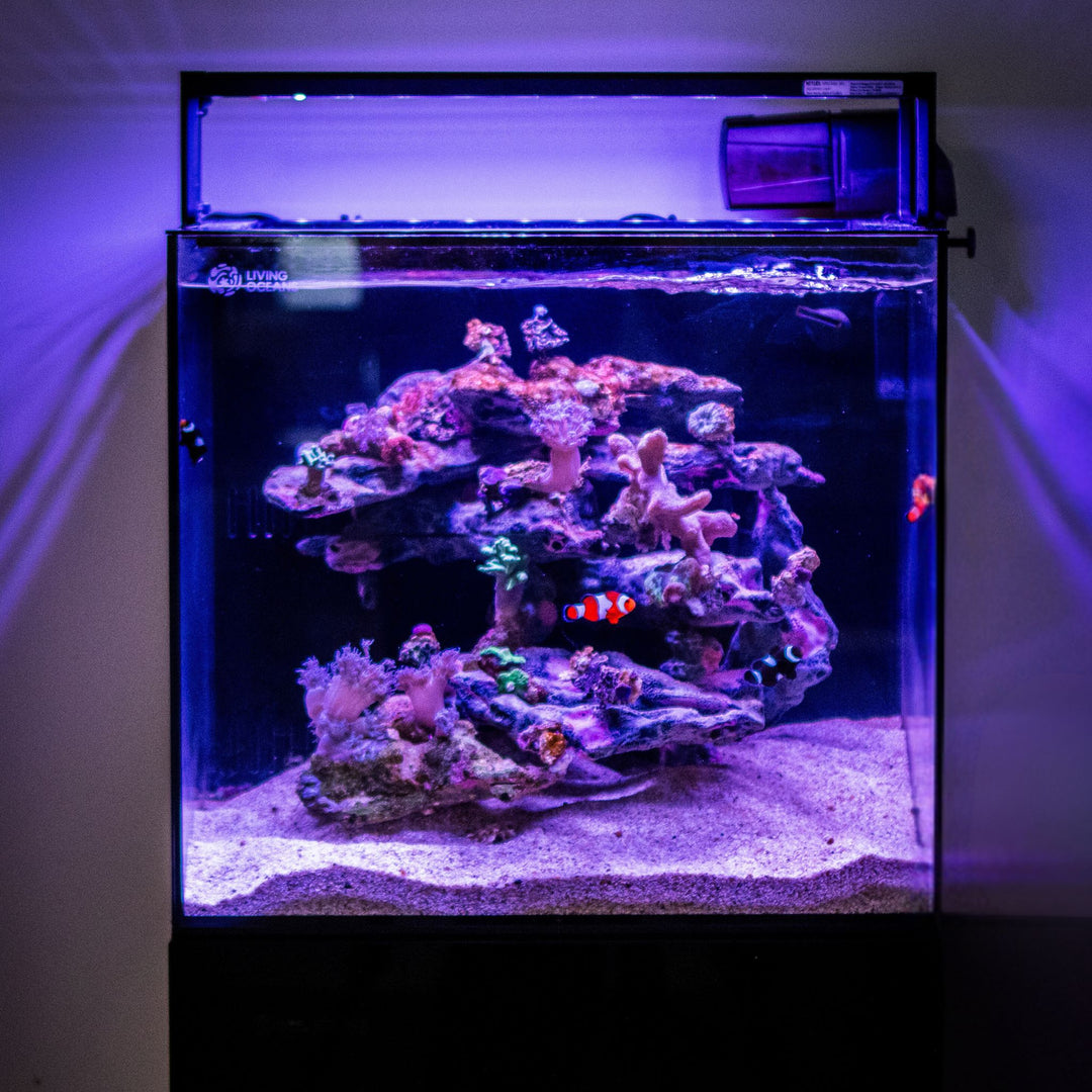 Living Blocks Reef