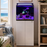 Living Oceans Aquarium - Clownfish