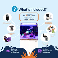 Living Oceans Aquarium - Clownfish