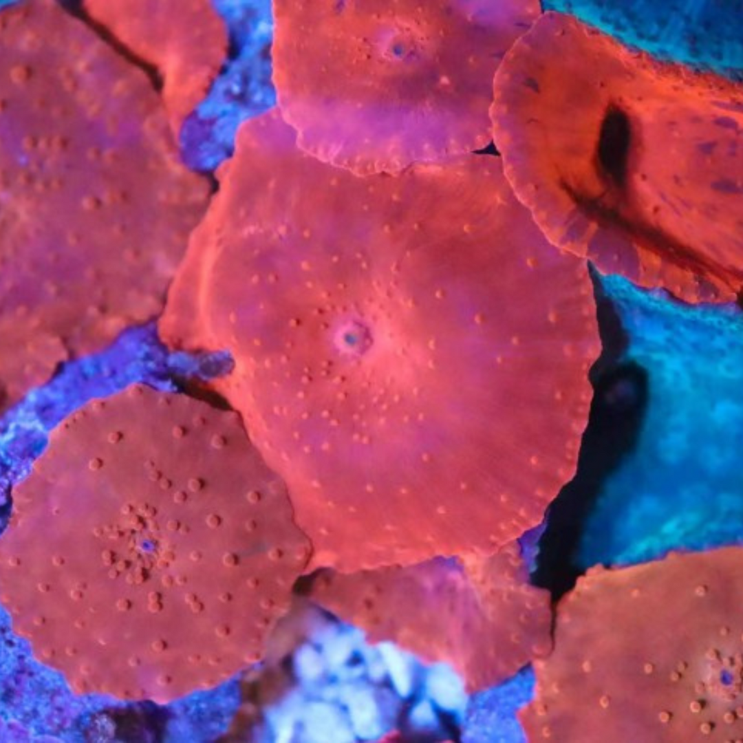 luminescent western red morphs