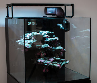 Newly set up marine aquarium with fish and coral ready in 90 minutes