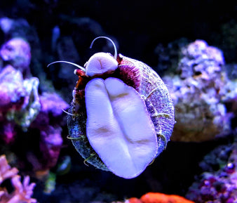 Hermit crab clean-up crew member in a marine aquarium reef