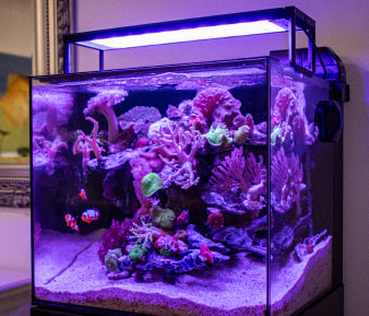 Mature marine aquarium with full grown coral under purple reef lighting