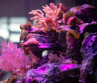 Maturing coral reef with corals stabilising in a marine aquarium