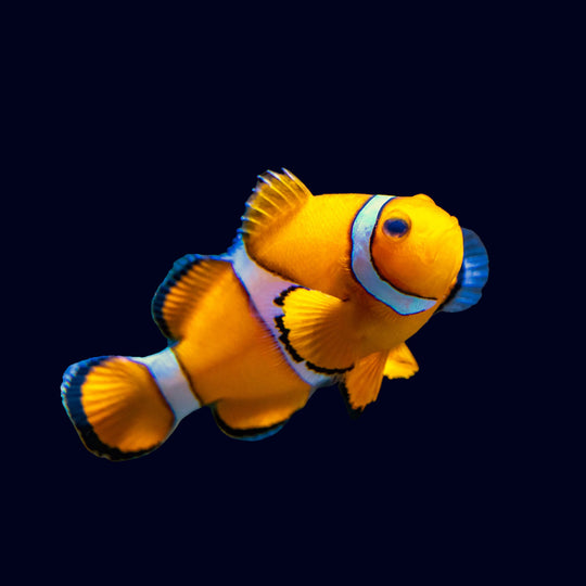 Orange Band Nemo Clownfish (A. Ocellaris)