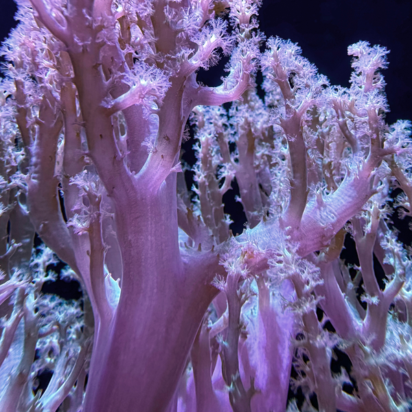 coral reef  Purple_tree_istock_f4e4bf31-