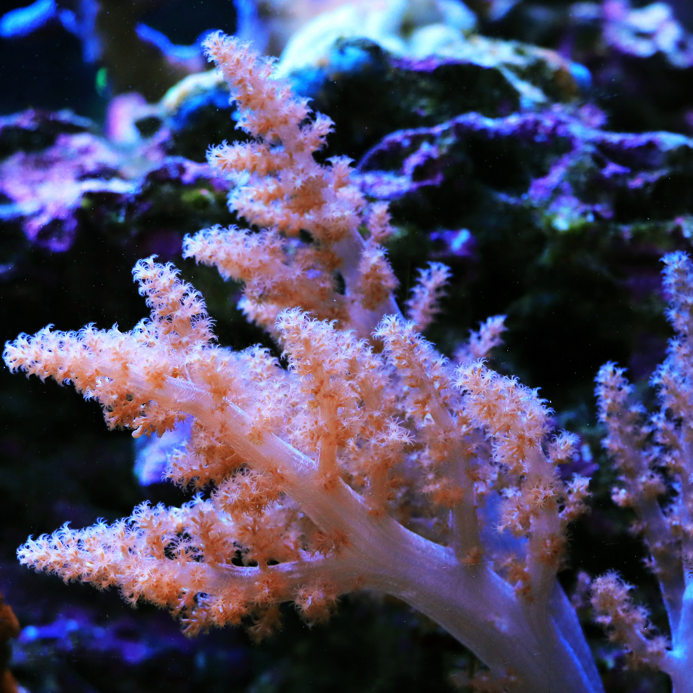 Living Oceans Aquarium - Clownfish