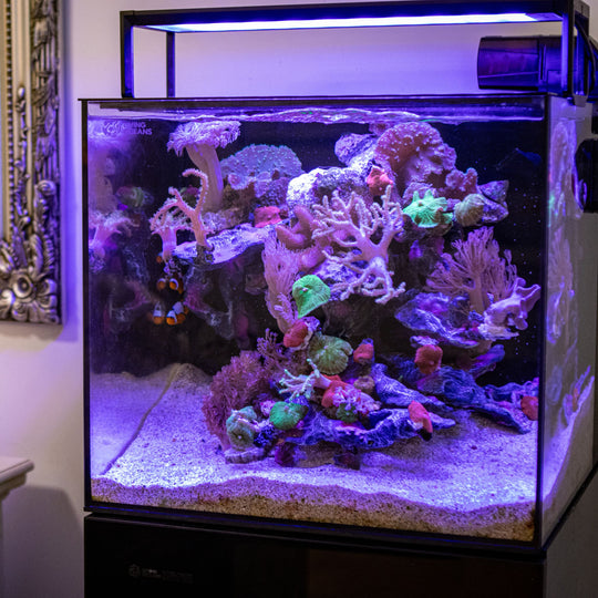 Aquarium Setup Service